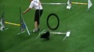 preview picture of video 'Schipperke Gory Bergerac Helsinki Agility WC ind. jumping'