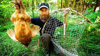 Primitive Trap for Feral Chicken! | Primitive Cooking in Earth Oven, Hangi, Coyote Attacks Fawn