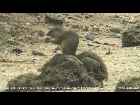 Kruger National Park 03 February 2023 - Squirrel munching away on elephant dung