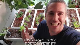 גינת ירק של חורף במרפסת - בקרוב תכנית לימוד מקצועית!!!