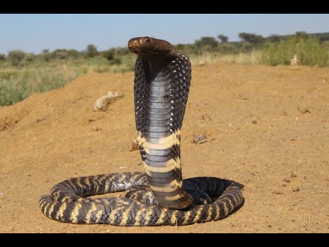 Large Zebra Snake on table !