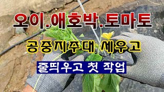 [텃밭농부 1,884]  오이. 애호박. 토마토 공중지줏대 세우고 줄띄워서 초기 관리하는 방법. #공중지줏대…