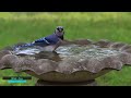 The World S Most Beautiful Singing Birds 4K UHD Amazing Birds With Soothing Sounds