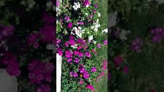Flower Short Video