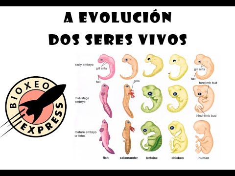 Vídeo: A evolución dos seres vivos