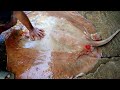 Very Rare Fish Cutting-Biggest Stingray Fish-Cutting Skills In Bangladesh Fish Market-শাপলা পাতা মাছ