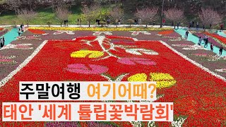 세계가 인정한 태안 안면도 튤립축제 꼭 한번 가보세요!