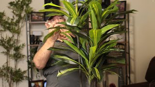 This 4ft Artificial Plant Looks Real | No Water, No Mess | Dracaena Artificial Tree