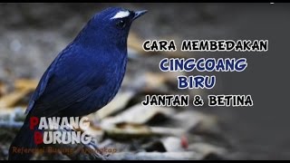 Download lagu CIRI BURUNG CINGCOANG BIRU JANTAN & BETINA mp3