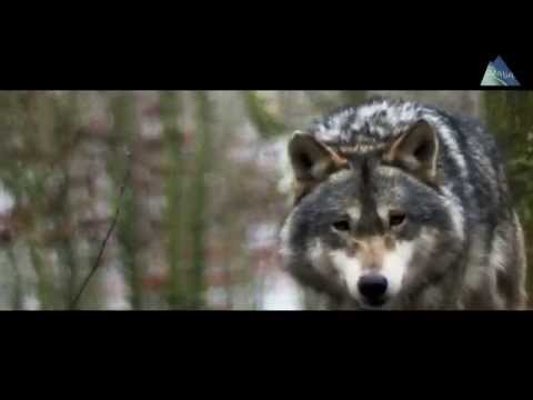 Orava
