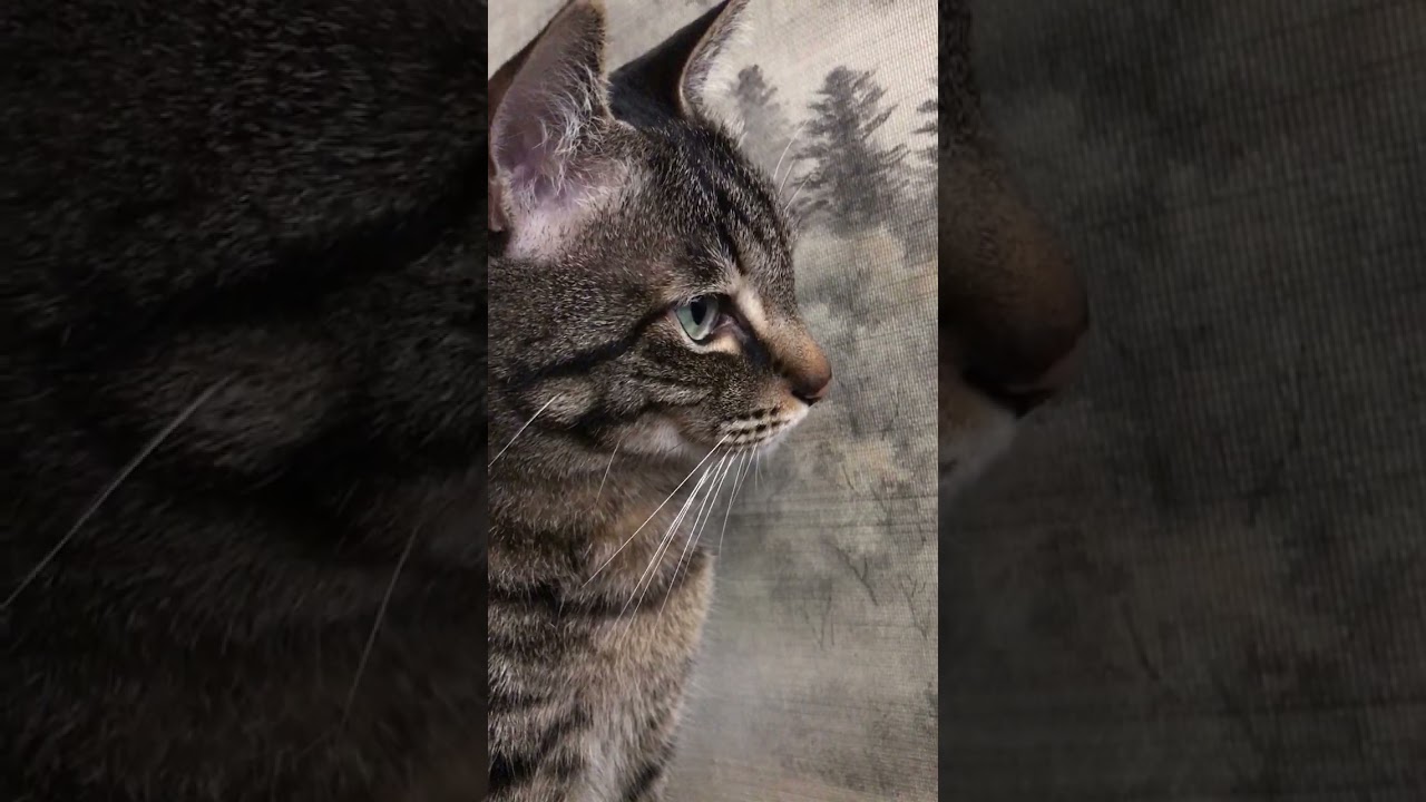 名前を呼ぶと発進する猫。