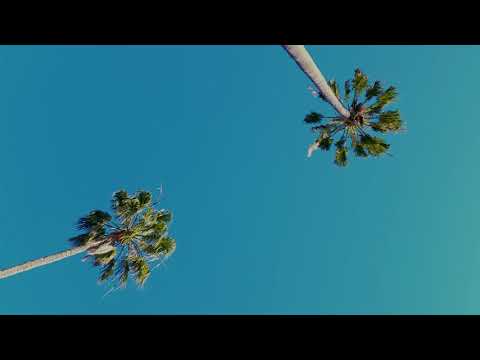 Free 4K Royalty-Free Stock Video: Palm trees in wind