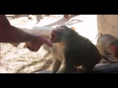 Baboon's amazing reaction to a card trick