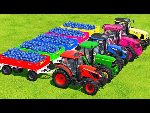 LOAD BLUEBERRIES & TRANSPORT BATTLE WITH JOHN DEERE, ZETOR, LANDINI & MCCORMICK TRACTORS - Farming