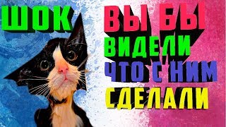 Видео приколы с котами. Самые лучшие приколы с животными. Тест на психику с котами