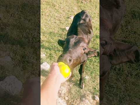 My Calf Tried to EAT My Fruits! 🤣 #shorts #youtubeshorts #trending #fyp #calf #fruits #mosambi #cow
