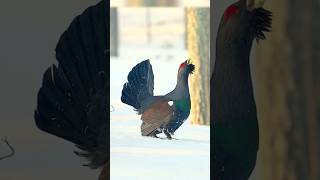 Western capercaillie Real sound Rare Bird