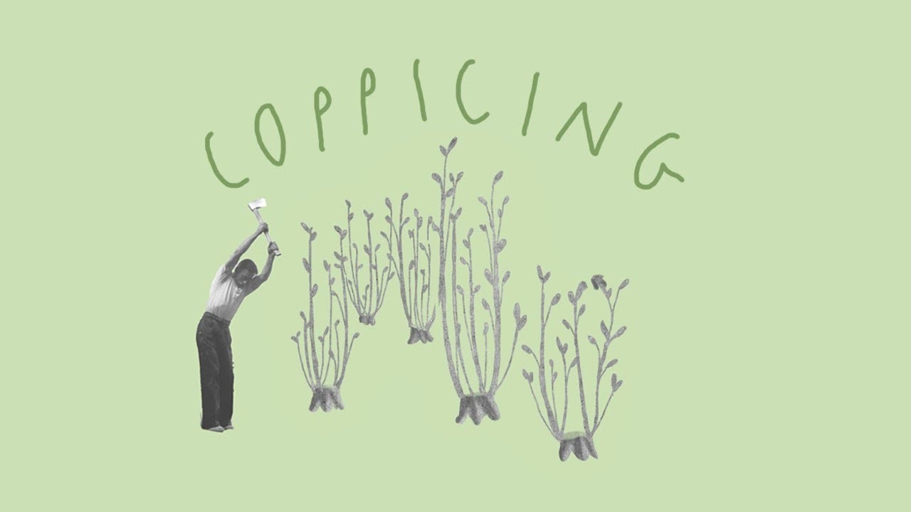 Coppicing: How trees regenerate