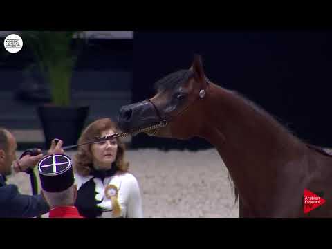 N.48 LOULOU AL NASSER - Paris 2018 - Junior Fillies (Class CM 2B)