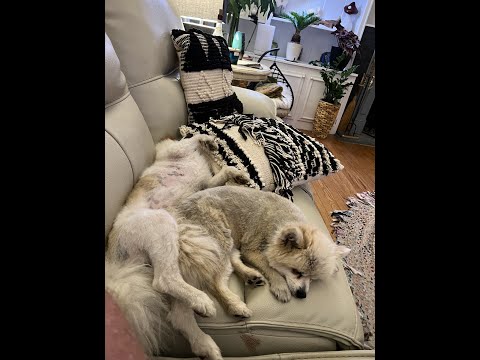 Don and Diane Shipley LIVE - July 2nd at 1800 EST Thumbnail