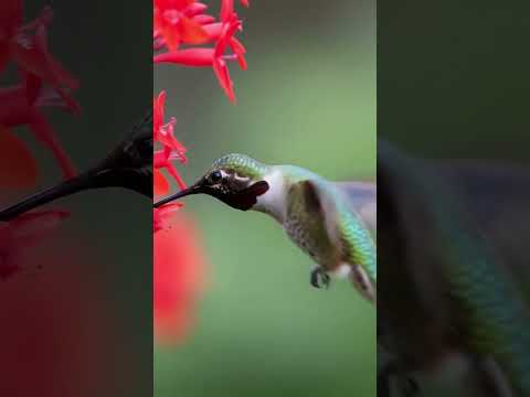 A hummingbird AI generate by google studio AI  #ai #hummingbird