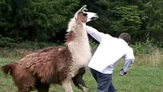 White Nigga Attacks Henry The Llama