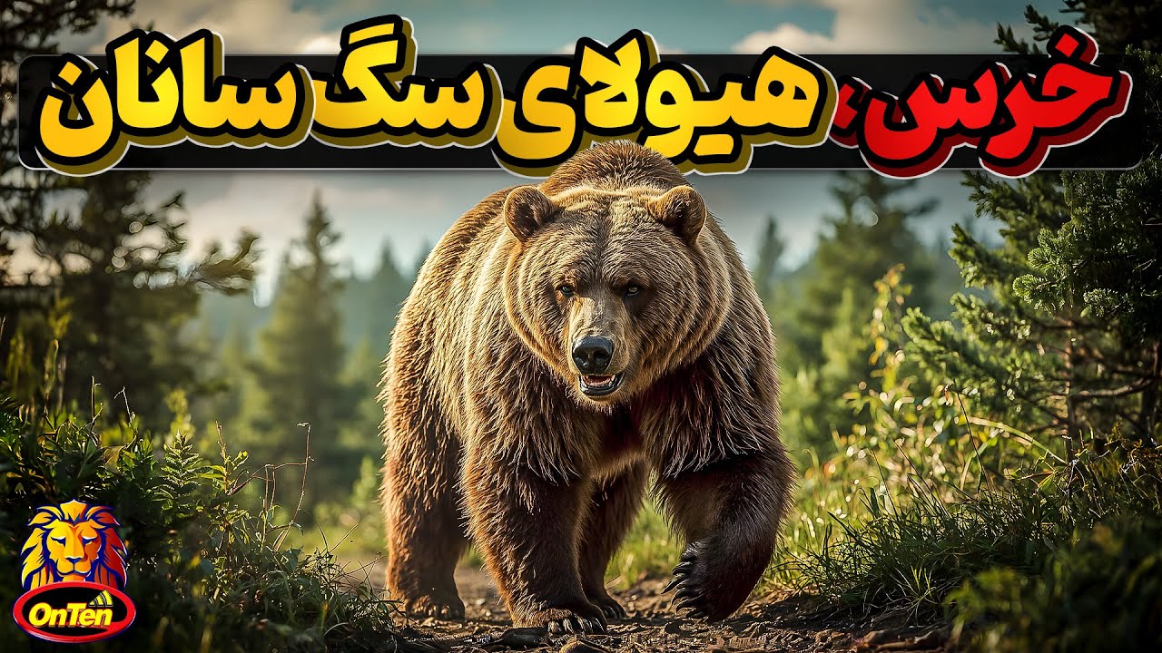 خرس، از تنبل ترین تا وحشی ترین گوشتخواران دنیا