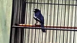 Download lagu masteran burung kacer isian kenari yg mewah milik bos Jaen mp3 Download lagu masteran burung kacer isian kenari yg mewah milik bos Jaen mp3