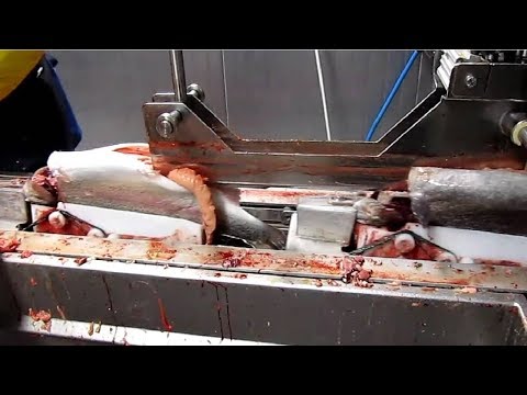 Amazing Automatic Fish Processing Line Machines Modern Technology - Big Catch in The Sea