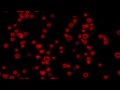 Flying Heart❤️Heart Neon Lights Love Heart Background Video Loop [3 Hours]