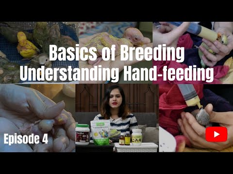 Basics of Breeding - Episode 4 | Understanding Handfeeding Basics | Lovebirds | Easy Guide