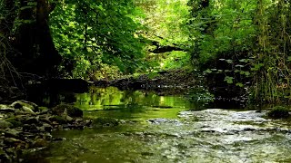 RELAXING BIRDSONG BY THE FOREST CREEK, NIGHTINGALE WITH BLACKBIRD IN THE BACKGROUND, NATURAL