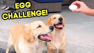 GOLDEN RETRIEVER PUPPIES TRY THE EGG CHALLENGE!