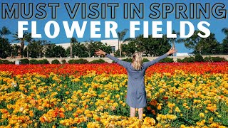 The Carlsbad Flower Fields: A complete Guide// Things to do this Spring in San Diego, CA