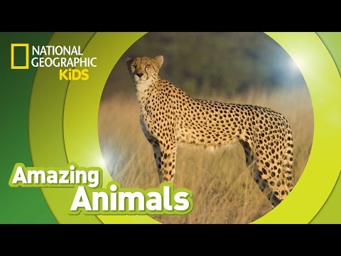 Cheetah | Amazing Animals