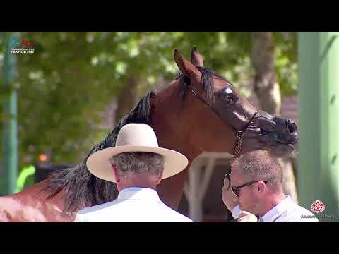 N 41 MAHERA RC   2020 Vichy   Championnat de France du Cheval Arabe   4 6 Years Old Mares Class 7