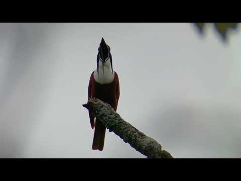 Canto del hermoso Pájaro Campana (Procnias tricarunculatus)  Monteverde , Costa Rica