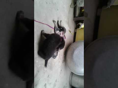 dog  jarman safed  faiting