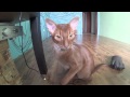 Harlem Shake Barney Cat