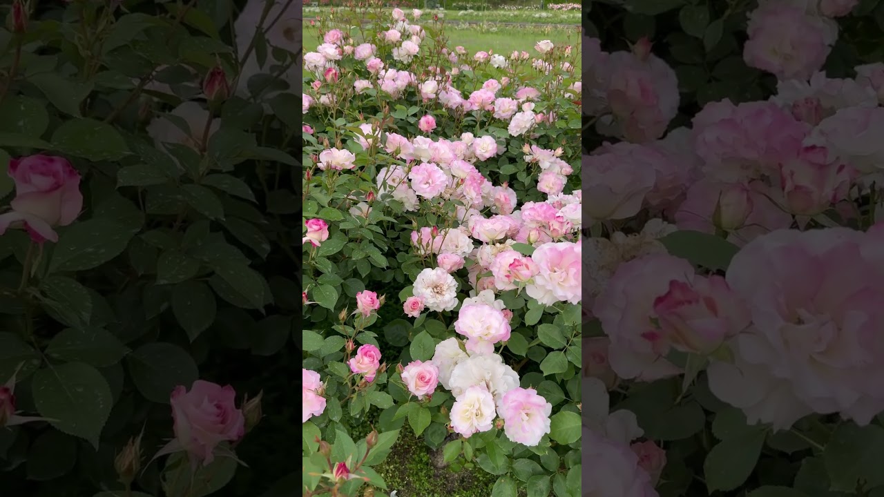 YouTube Short thumbnail