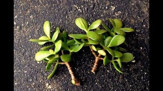 How To Plant Jade Cuttings? || Grow Or Propagate Jade Plants From Cuttings