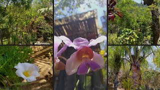 UM DIA LINDO COM TUDO VERDE E FLORIDO!