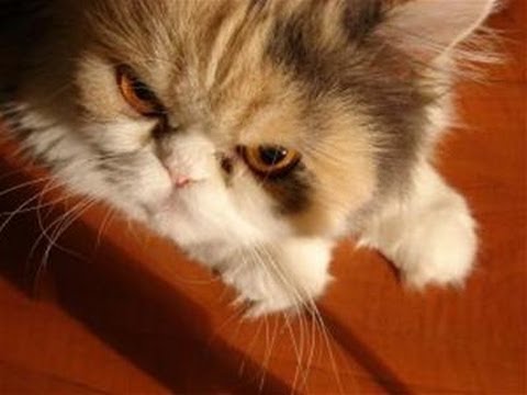 How To Handle Cat Aggression - YouTube