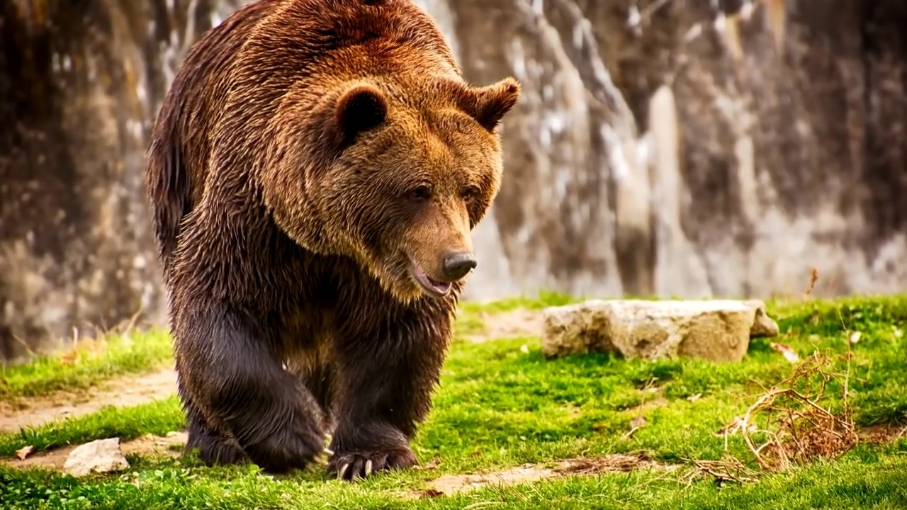 Интересные факты - Медведь