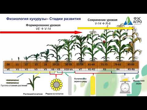 Кукуруза. Ресурсы повышения урожайности