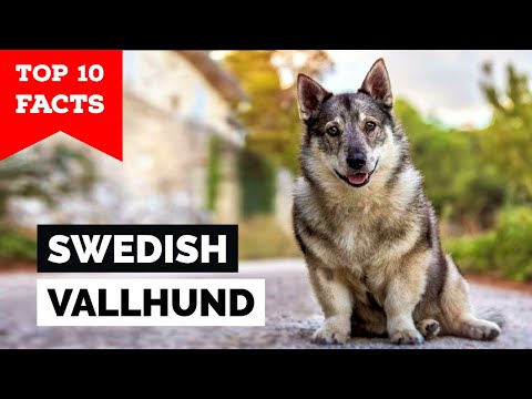 Is there a Swedish dog breed?