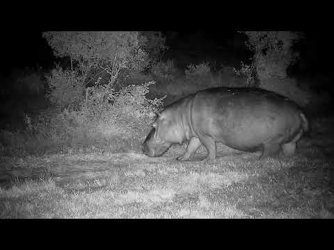 Djuma: Hippo out grazing returns to the dam - 04:10 - 05/03/2022