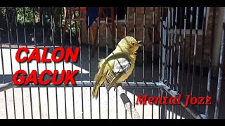 Download lagu SUARA SIRPU/CIPOW/SIRTU ANAK JANTAN NGERIWIK mp3 Download lagu SUARA SIRPU/CIPOW/SIRTU ANAK JANTAN NGERIWIK mp3