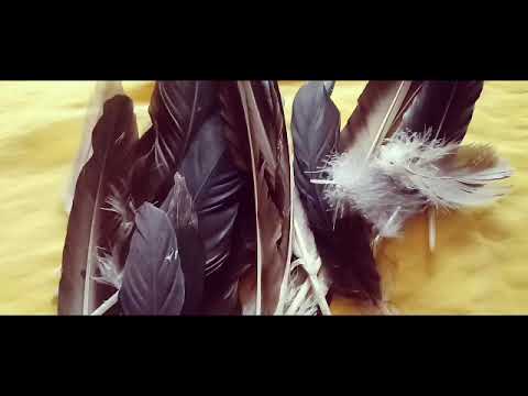 download lagu mp3 mp4 Pena De Urubu Para Que Serve, download lagu Pena De Urubu Para Que Serve gratis, unduh video klip Pena De Urubu Para Que Serve
