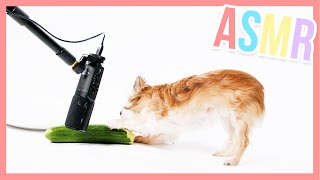 Ginny the dog eating a whole cucumber - ASMR | Furry Friends